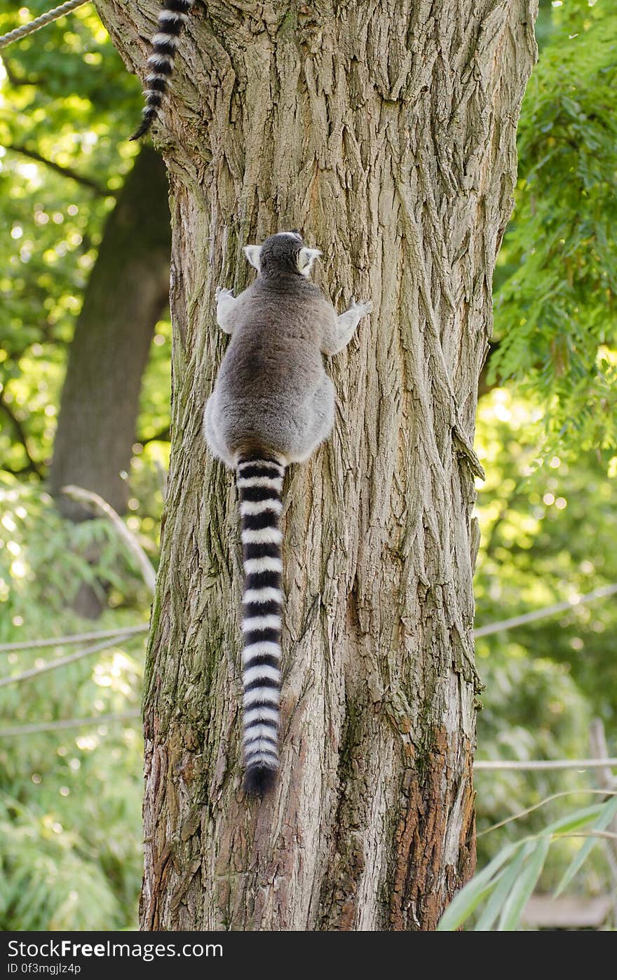 Ring-Tailed Lemur