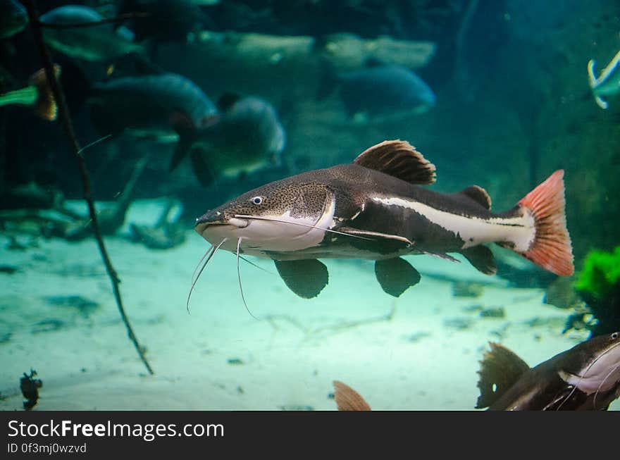 Redtail catfish