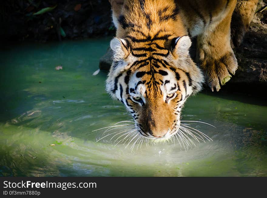 Drinking tiger