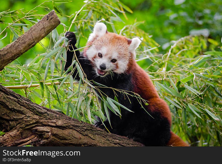 Red Panda