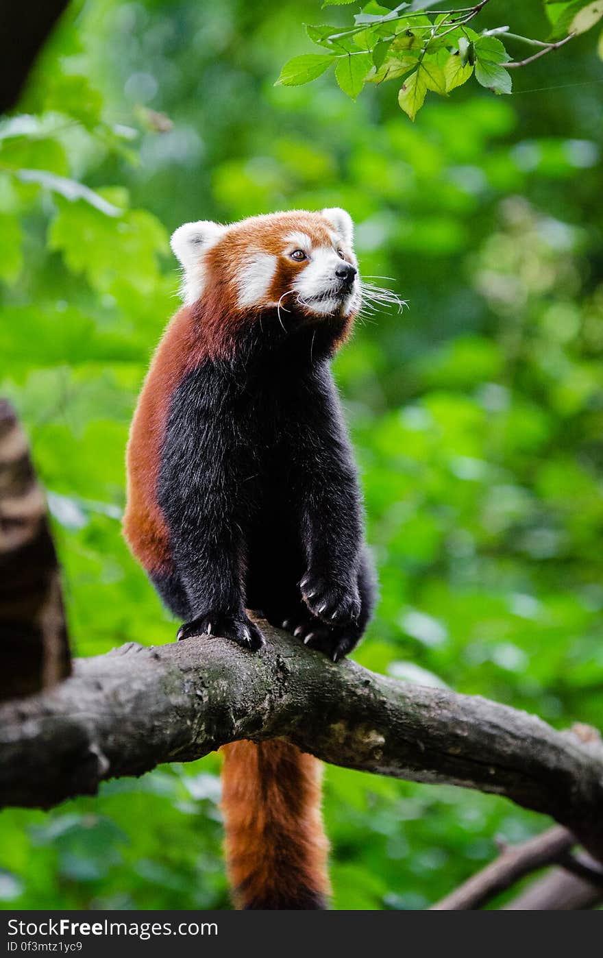 Red Panda