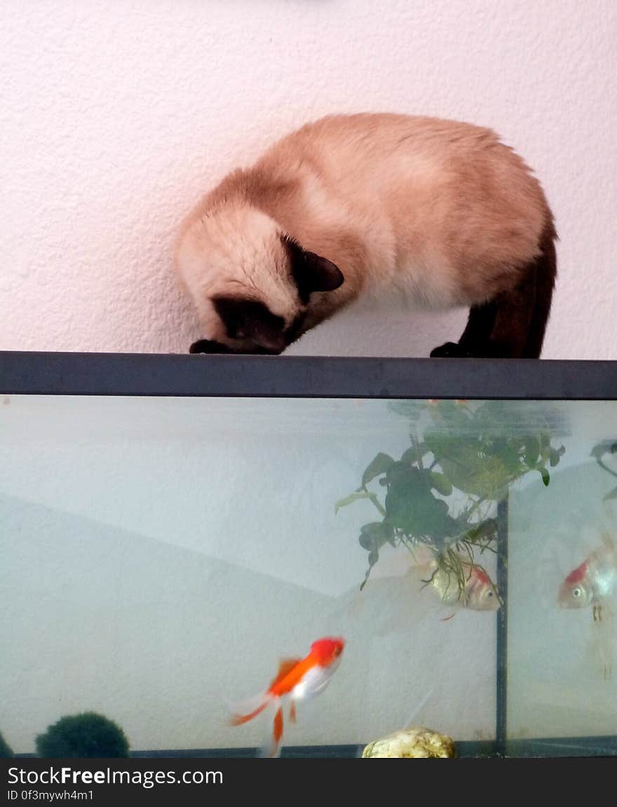 Schrody trying to outsmart my pair of old goldfish. It&#x27;s one of his favorite activities, he likes to drink their water too. Schrody trying to outsmart my pair of old goldfish. It&#x27;s one of his favorite activities, he likes to drink their water too.