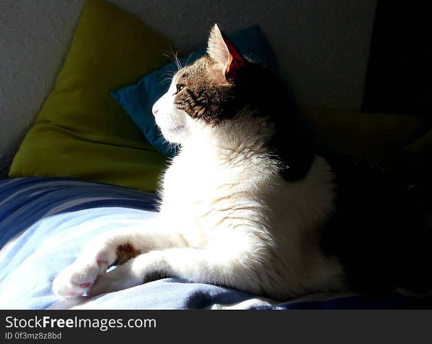 Chi loves to look out the window for hours. What cat doesn&#x27;t?. Chi loves to look out the window for hours. What cat doesn&#x27;t?