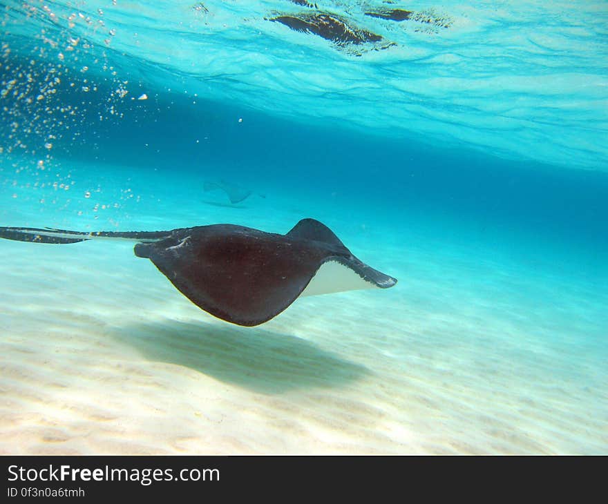 A stingray gracefully swims by. Stingray sandbar, Grand Cayman Fly to this location &#x28;Requires Google Earth&#x29;. A stingray gracefully swims by. Stingray sandbar, Grand Cayman Fly to this location &#x28;Requires Google Earth&#x29;