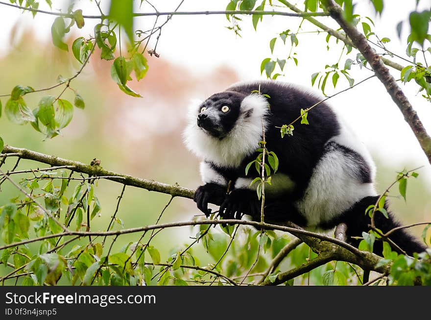 Black-and-white Ruffed Lemur