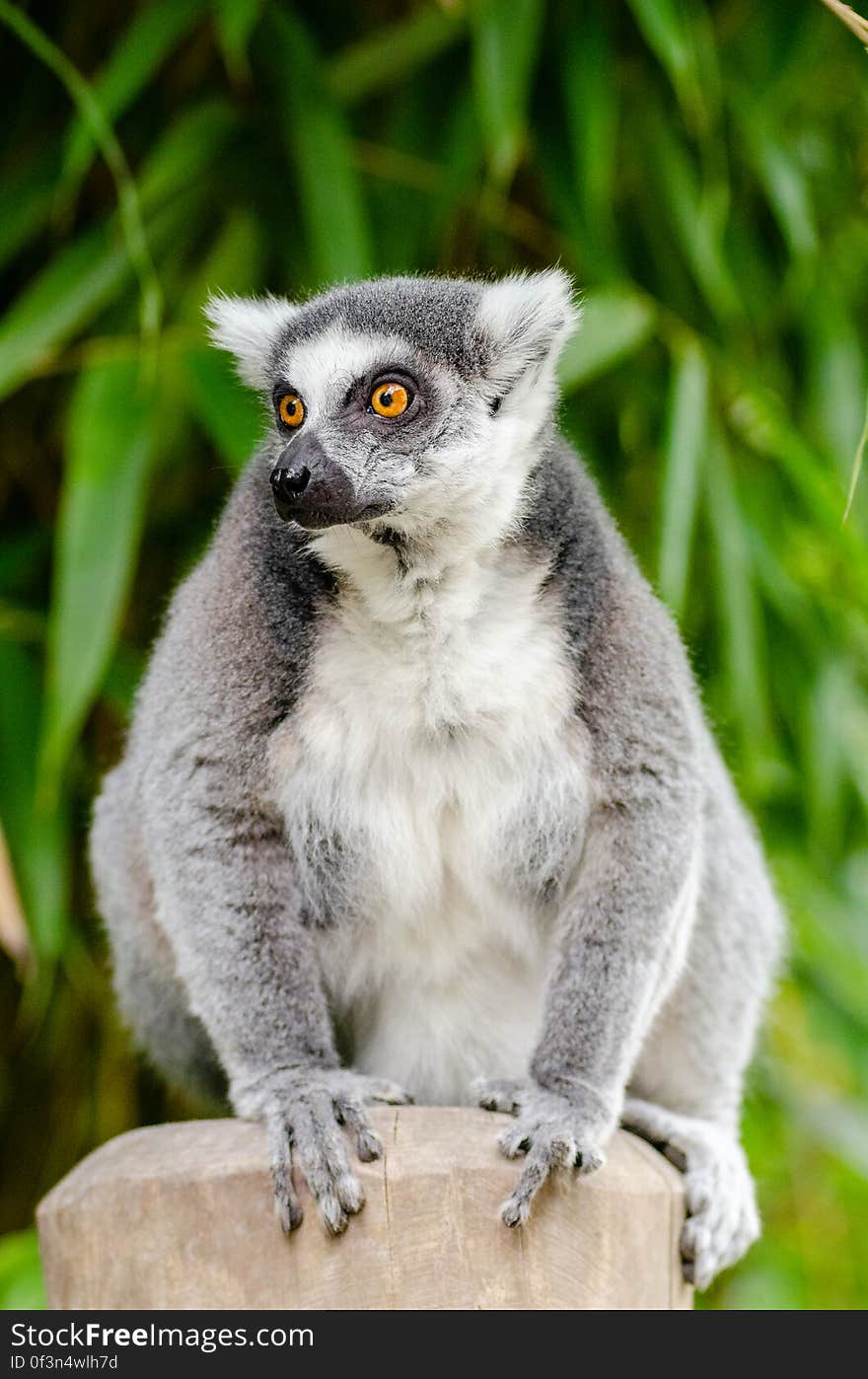 Ring-Tailed Lemur