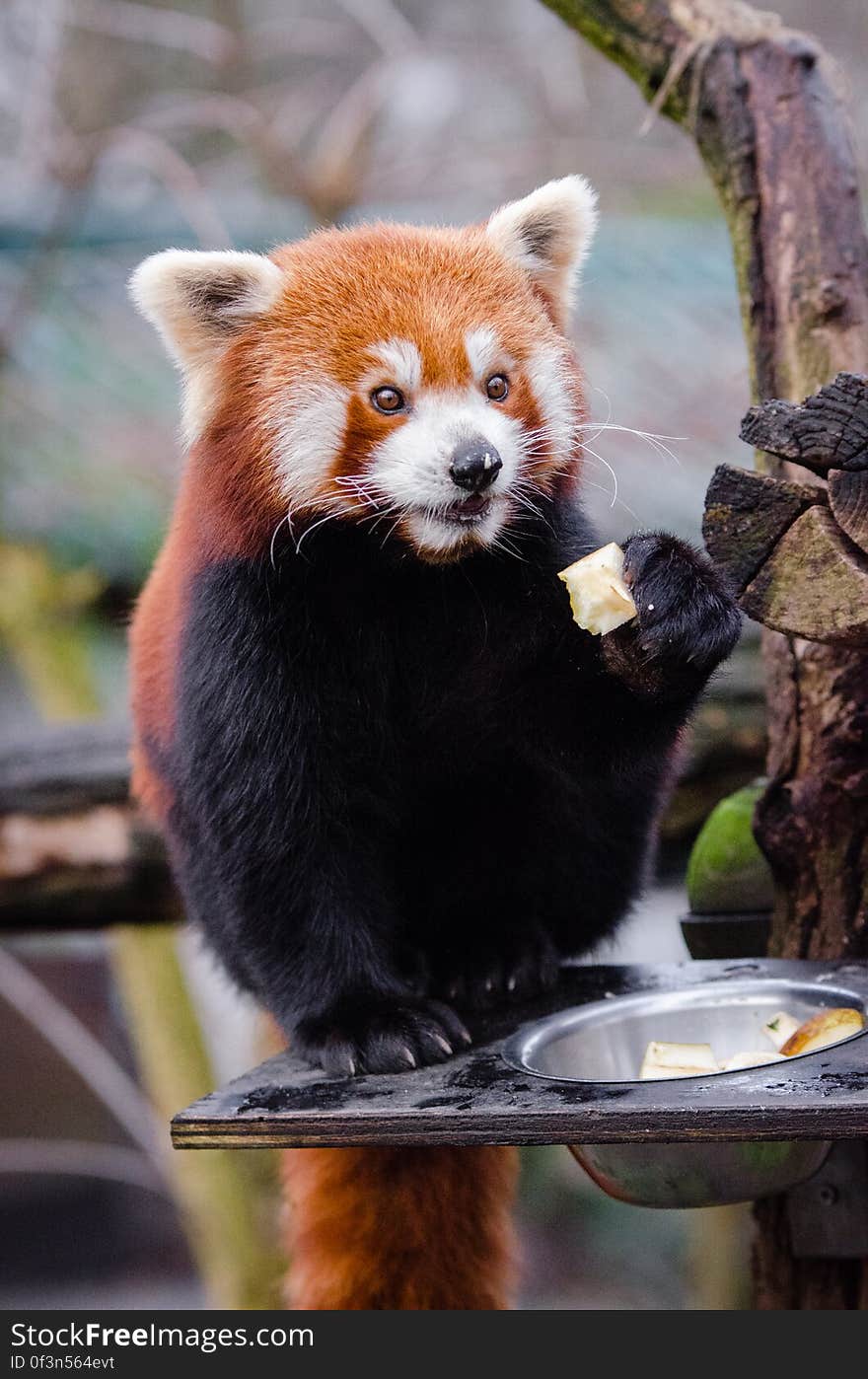 Red Panda