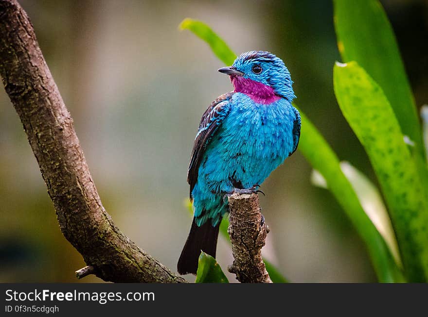 Spangled cotinga &#x28;male&#x29;