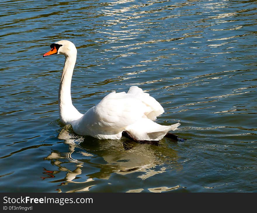 It had been a while since I had last seen the swans near home.