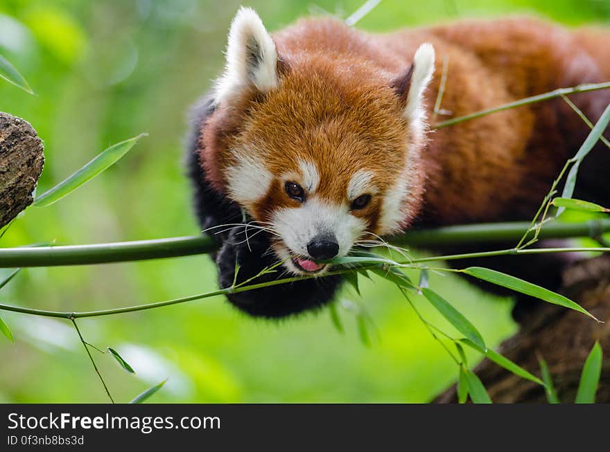 Red Panda