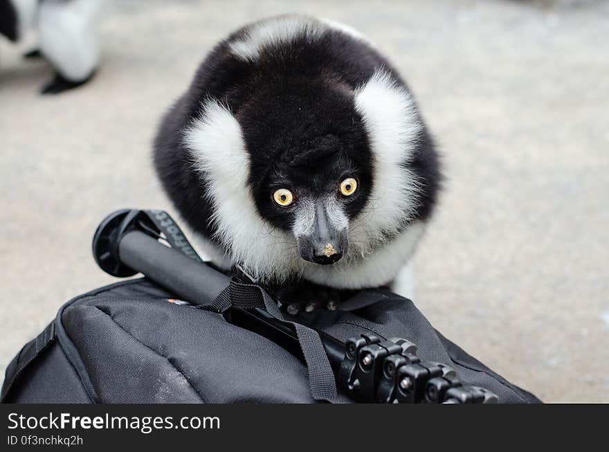 Calypso wanted to take a closer look at my new backpack!. Calypso wanted to take a closer look at my new backpack!