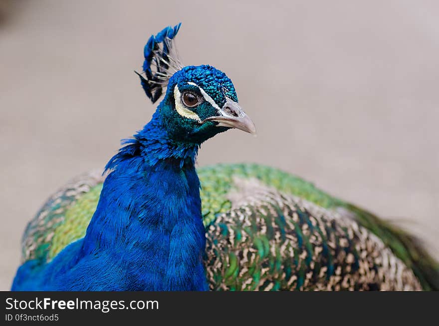 Peacock