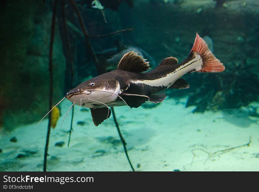 Redtail catfish