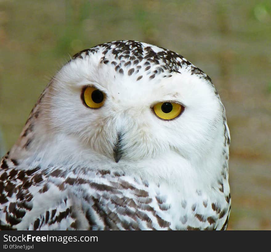 snowy owl &#x28;bubo scandiaca&#x29;