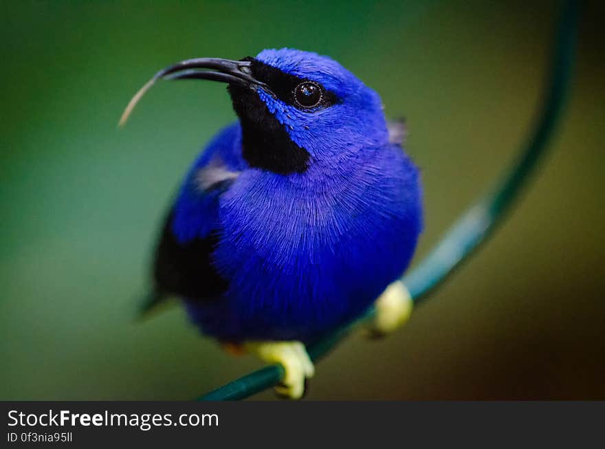 Shining honeycreeper