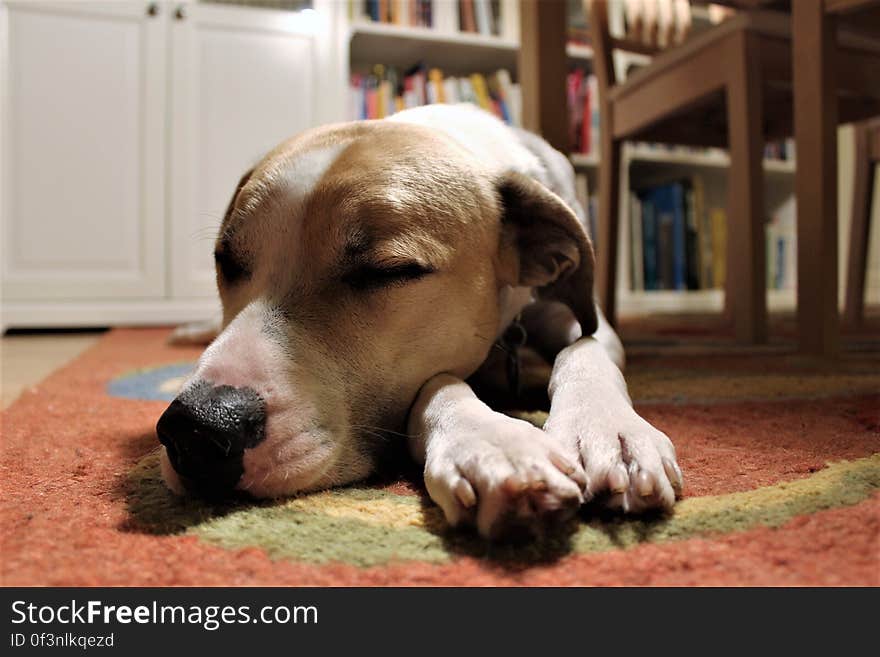 Pet resting with books. Pet resting with books