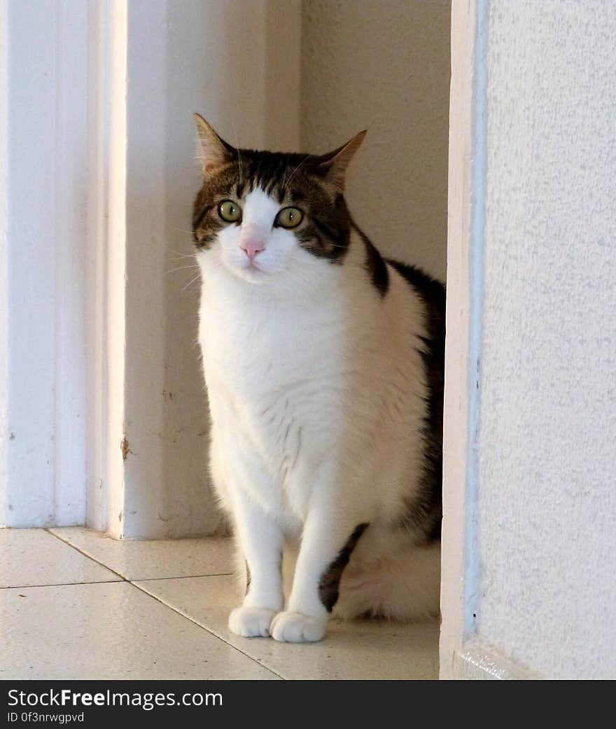 I took a few pictures of her at home. Despite her chronic urinary tract infections that she&#x27;s always had, she&#x27;s doing well. I took a few pictures of her at home. Despite her chronic urinary tract infections that she&#x27;s always had, she&#x27;s doing well.