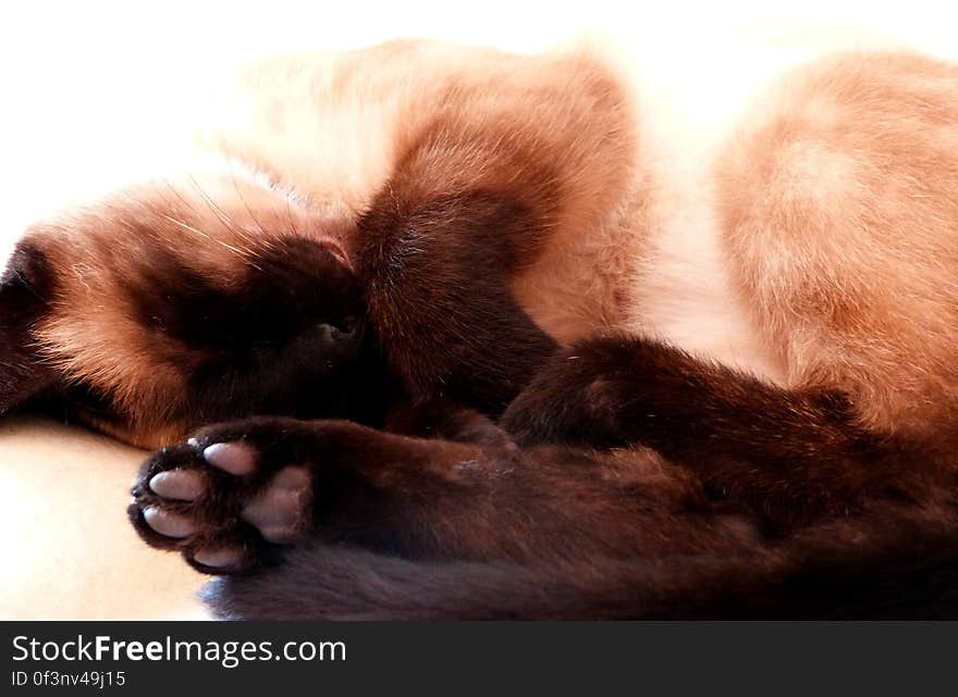 Schrödinger&#x27;s lil&#x27; paws are so adorable it&#x27;s hard not to squeesh them when he&#x27;s sleeping. Schrödinger&#x27;s lil&#x27; paws are so adorable it&#x27;s hard not to squeesh them when he&#x27;s sleeping.