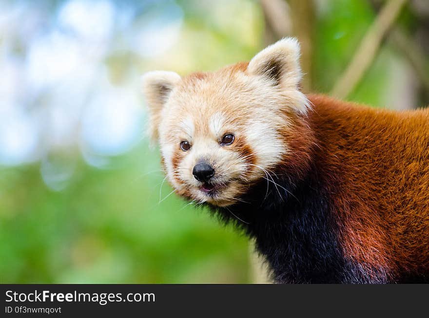 Red Panda