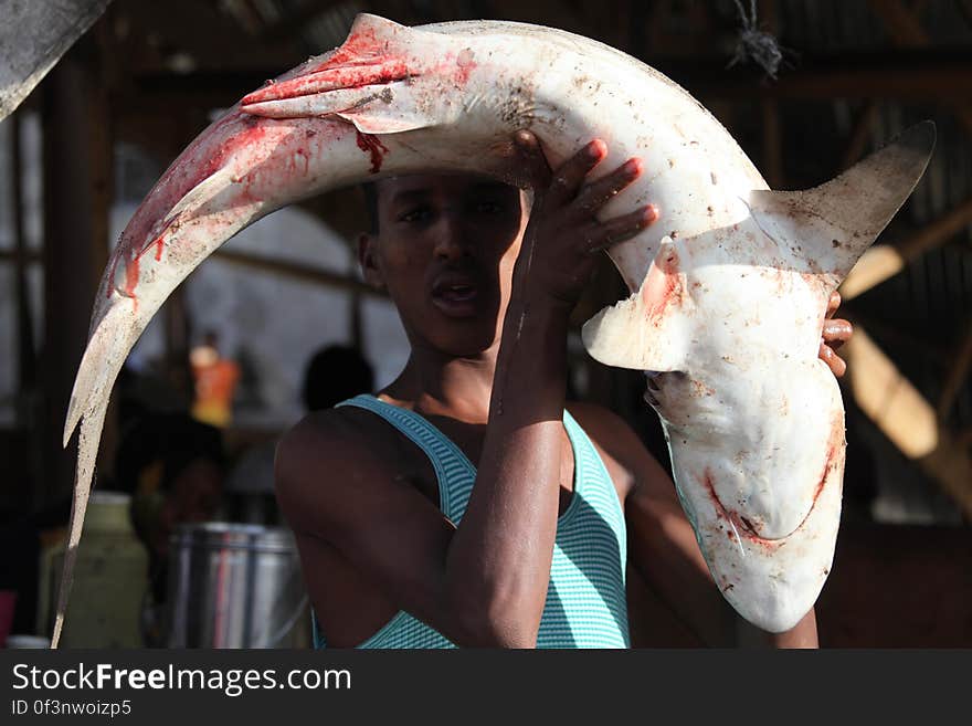 A Somali fisherman carries a shark to the market in Hamar Weyn district for sale. Mogadishu, Somalia. May 22, 2013. AU UN IST PHOTO / Ilyas A. Abukar. A Somali fisherman carries a shark to the market in Hamar Weyn district for sale. Mogadishu, Somalia. May 22, 2013. AU UN IST PHOTO / Ilyas A. Abukar