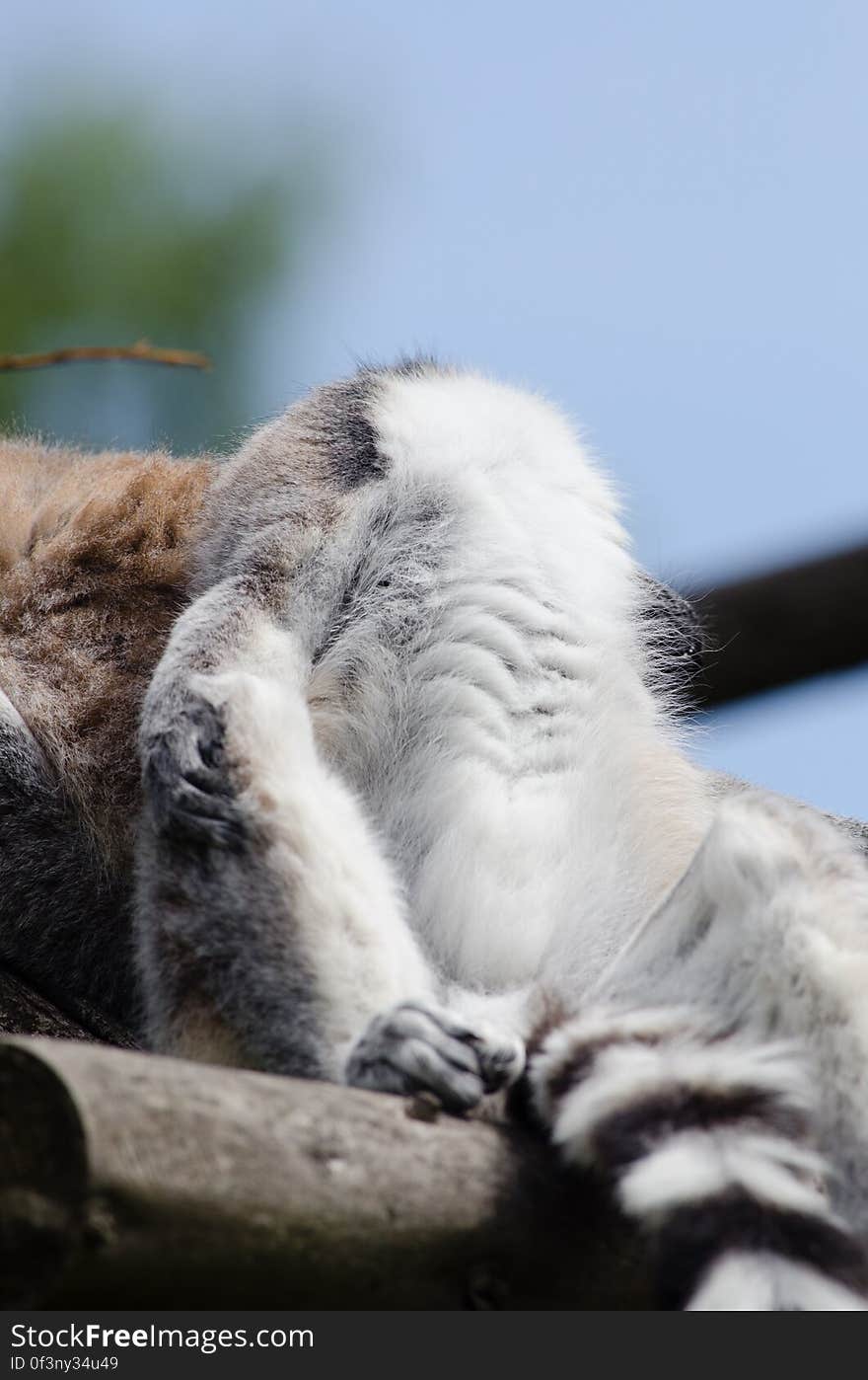 Ring-Tailed Lemur