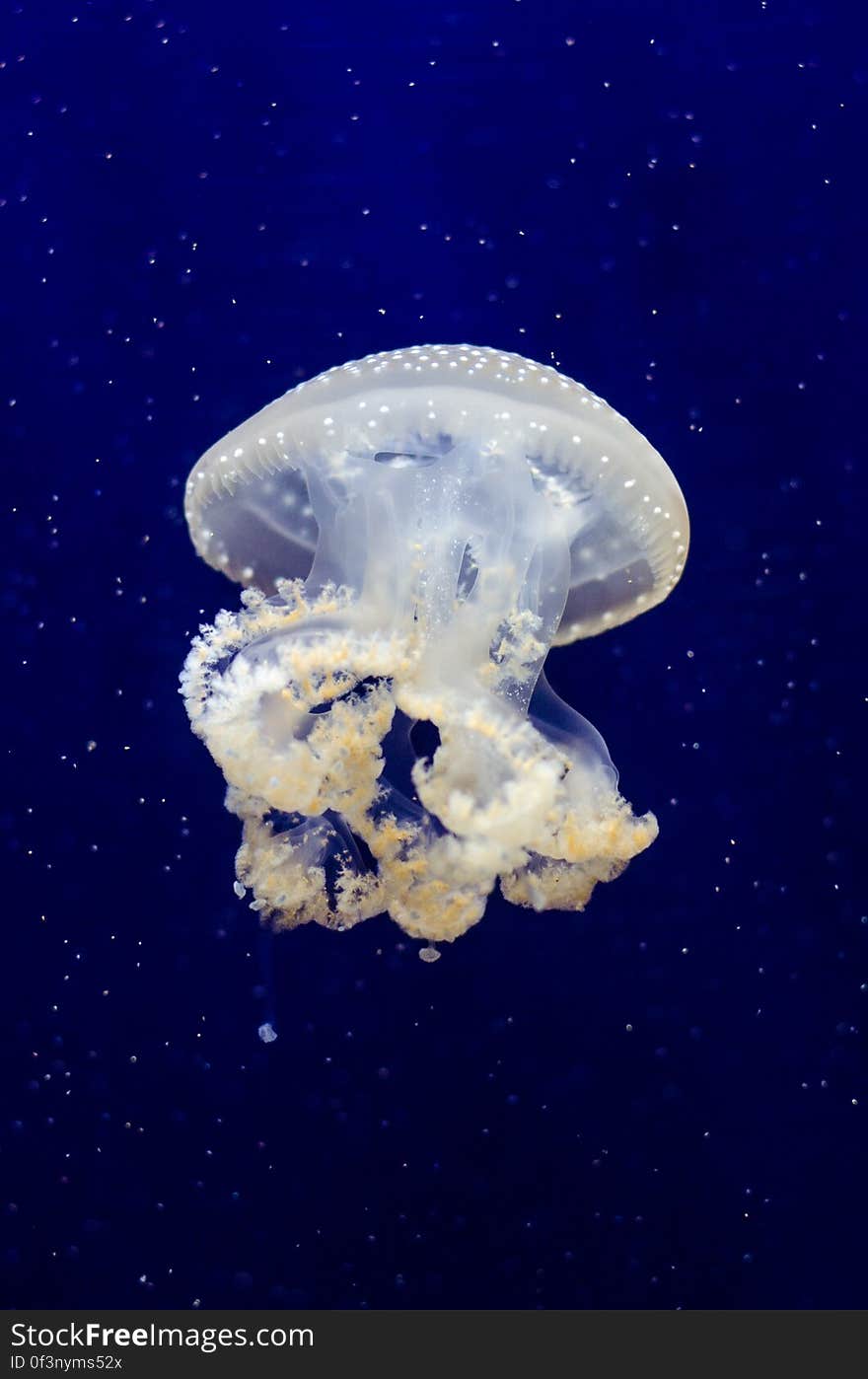 Phyllorhiza punctata &#x28;Jellyfish&#x29;