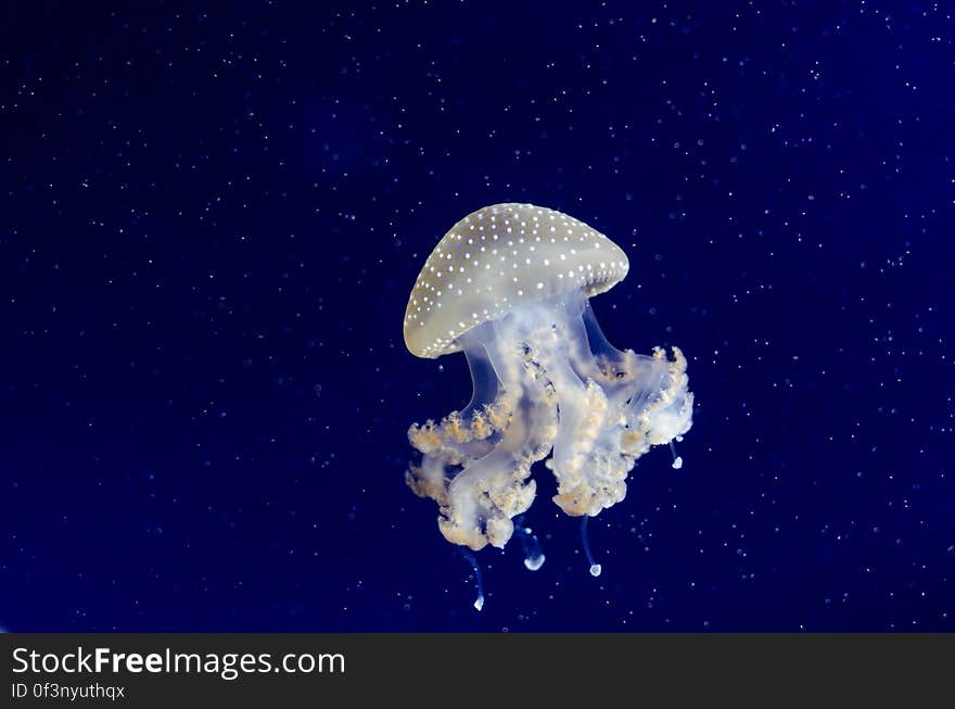 Phyllorhiza punctata &#x28;Jellyfish&#x29;