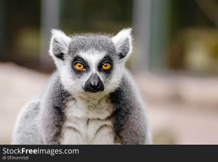 Ring-Tailed Lemur