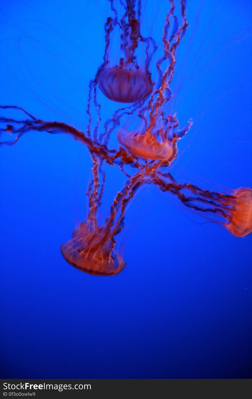 Jellies