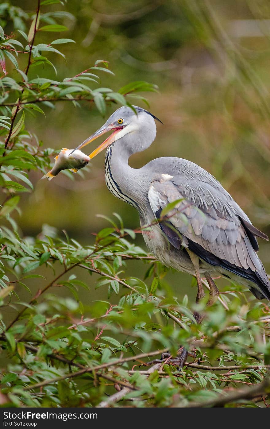 Grey heron