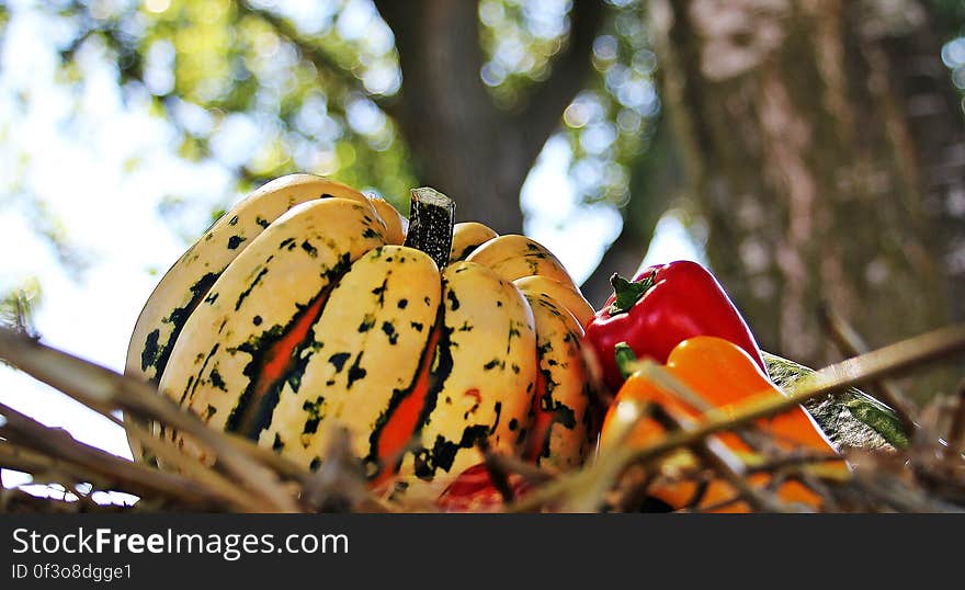 White pumpkin and colorful sweet peppers outdoors under tree. White pumpkin and colorful sweet peppers outdoors under tree.