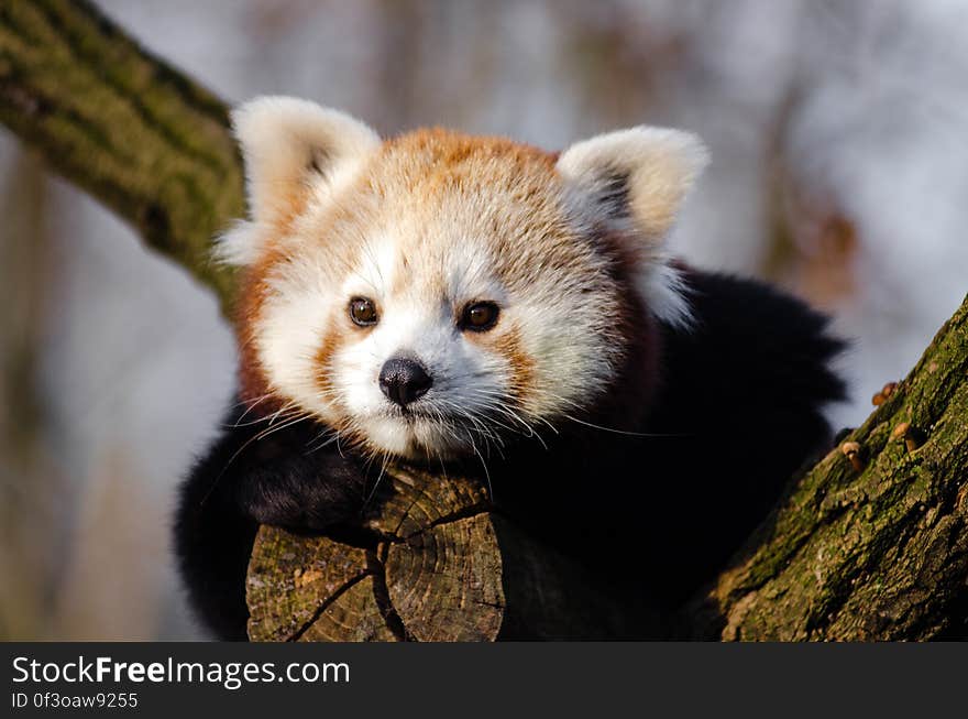 Red Panda