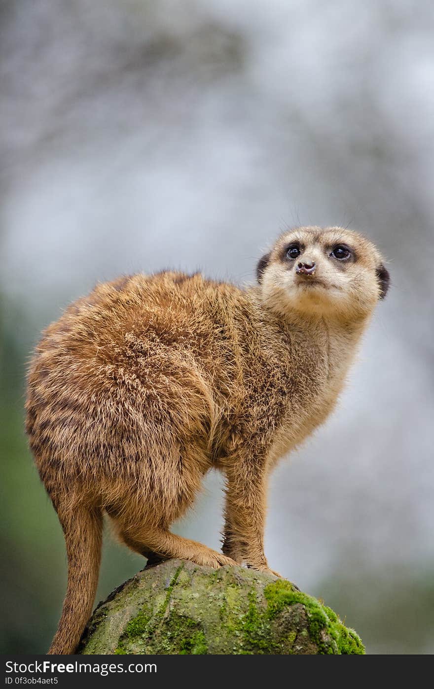 Meerkat