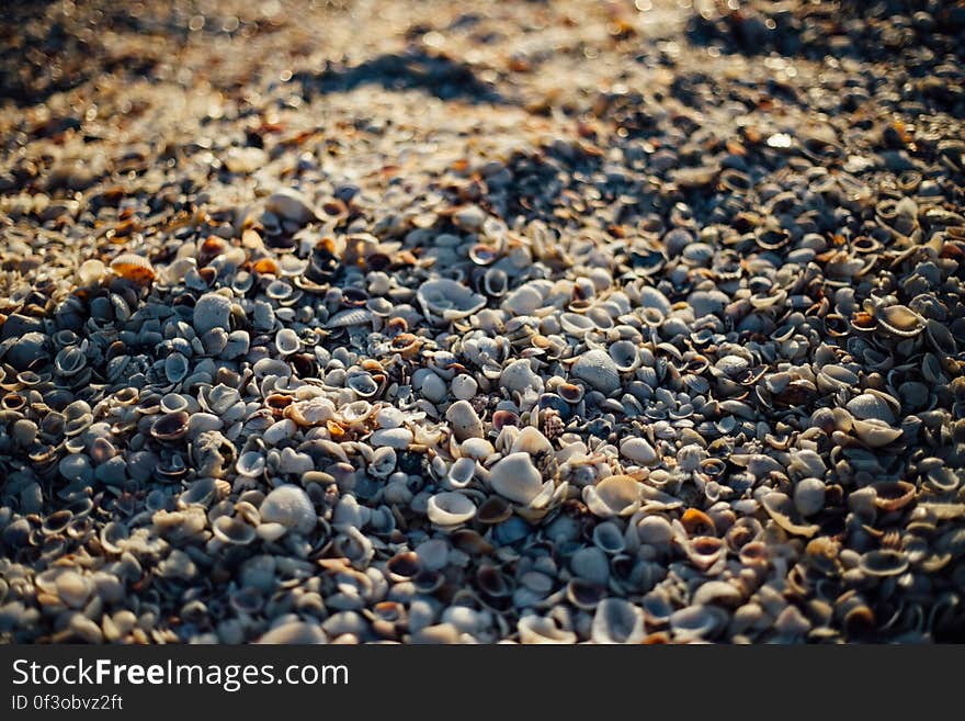 White Sea Shells