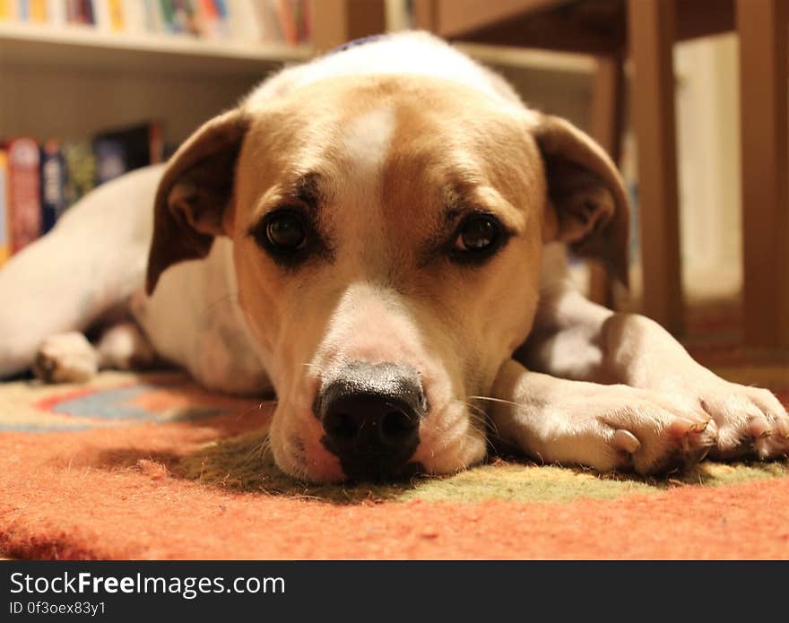 Pet resting with books. Pet resting with books