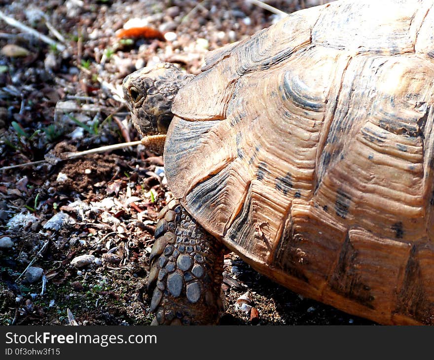 Saw a cute tortoise walking around. Had lots of time to take a picture. - Morocco January 2014. Went to visit my grandma in Essauouira for the 2nd time since she moved there. Had a great time!. Saw a cute tortoise walking around. Had lots of time to take a picture. - Morocco January 2014. Went to visit my grandma in Essauouira for the 2nd time since she moved there. Had a great time!