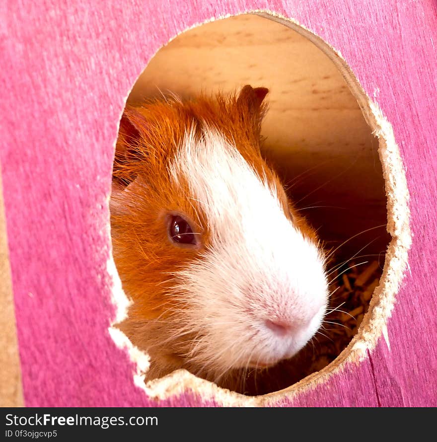 My mom&#x27;s classroom pets &#x28;Twinkie and Koko the guinea pigs&#x29; were at home during the holidays, so I got to enjoy them while I was there for a visit. My mom&#x27;s classroom pets &#x28;Twinkie and Koko the guinea pigs&#x29; were at home during the holidays, so I got to enjoy them while I was there for a visit.