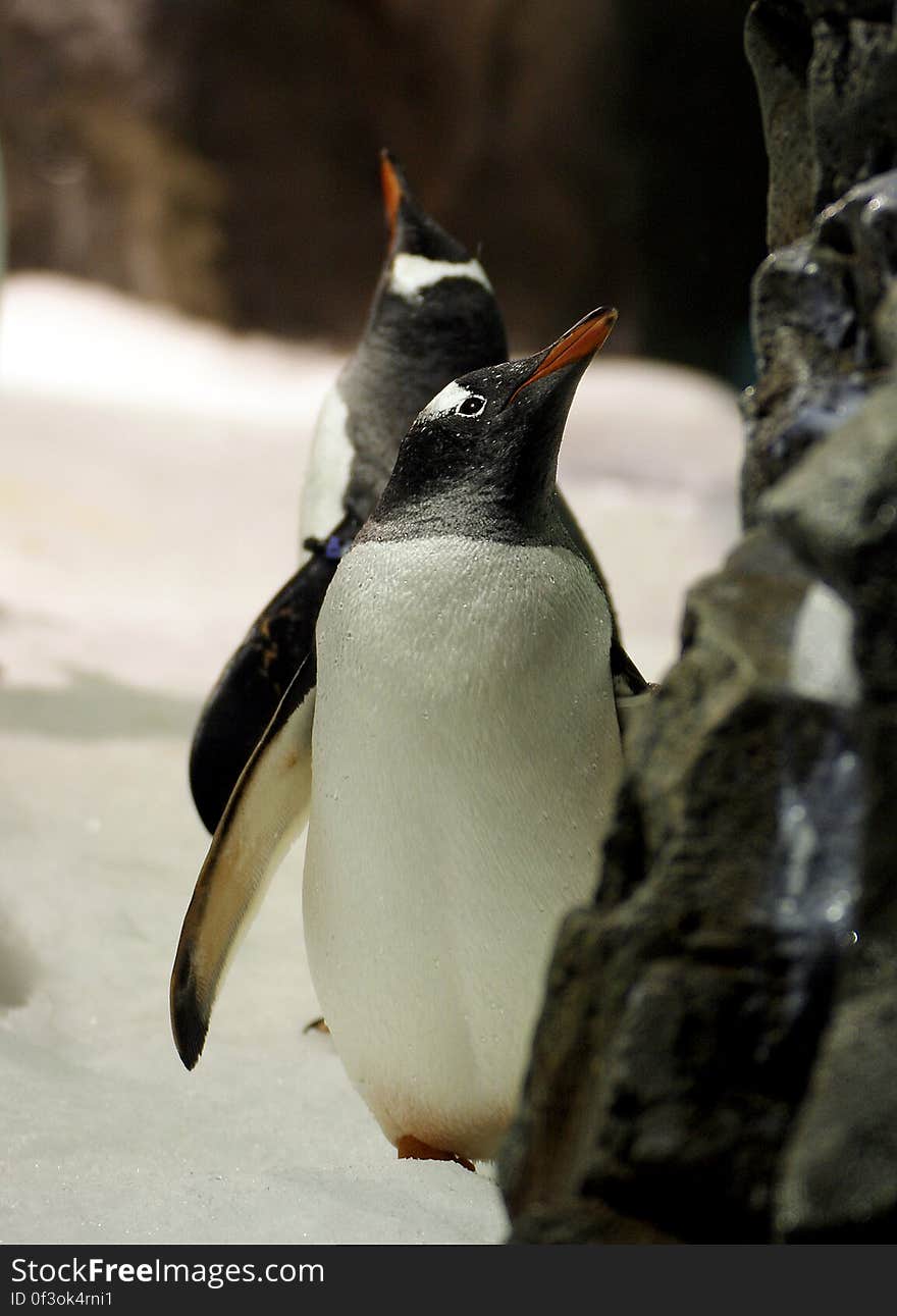 Gentoo Penguin. &#x28;10&#x29;