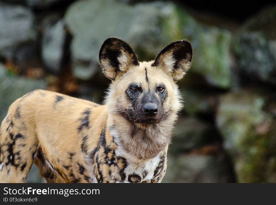 African wild dog