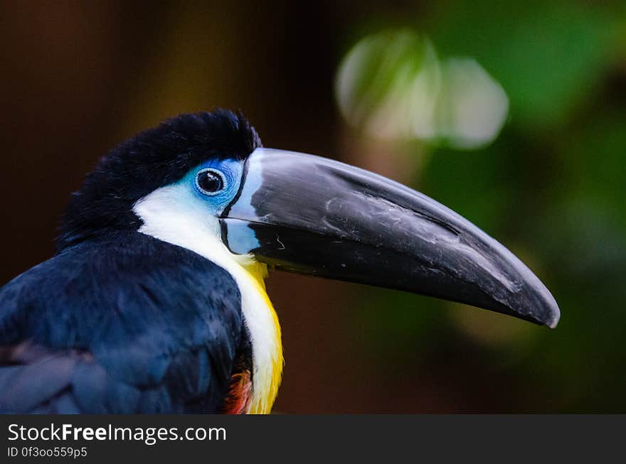 Closeup of the very friendly channel-billed toucan living in the tropical aquarium &#x22;Rio Negro&#x22; at the Zoo Duisburg in Germany. He some times flies on your shoulder and enjoys being pet every now and then.