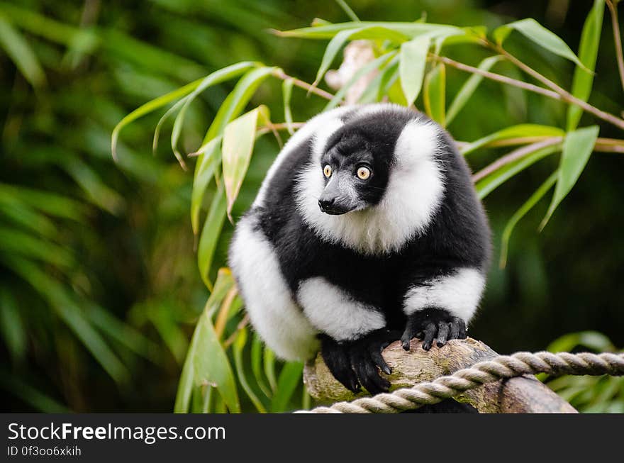 Black and white Ruffed Lemur