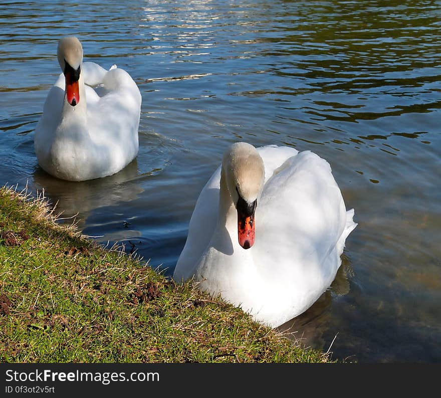 It had been a while since I had last seen the swans near home.