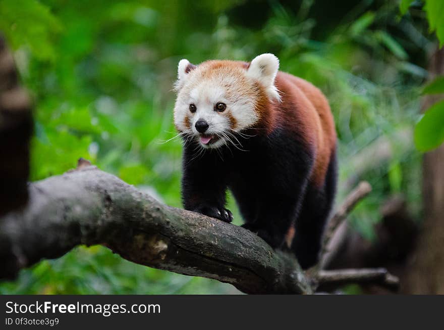 Red Panda