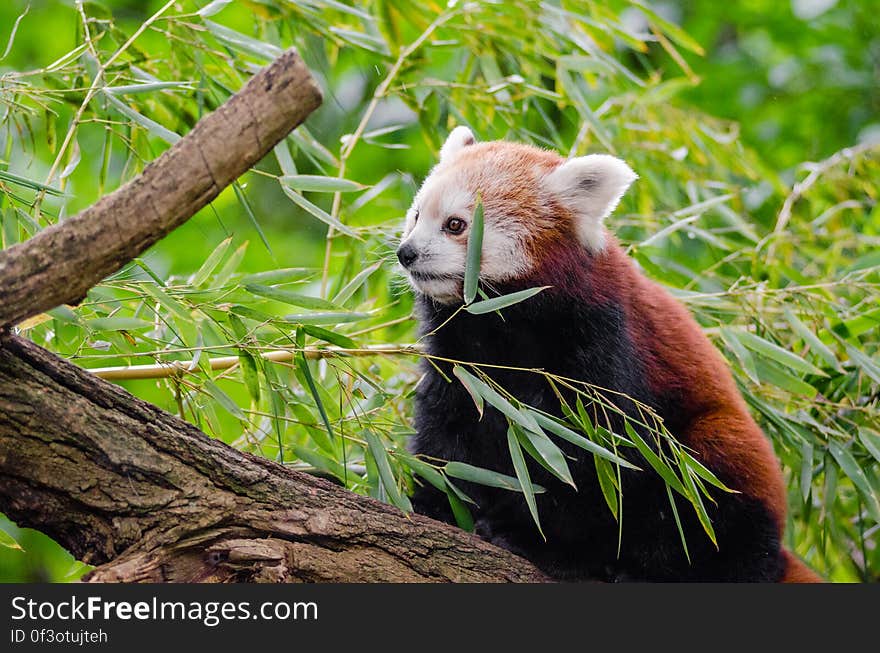 Red Panda