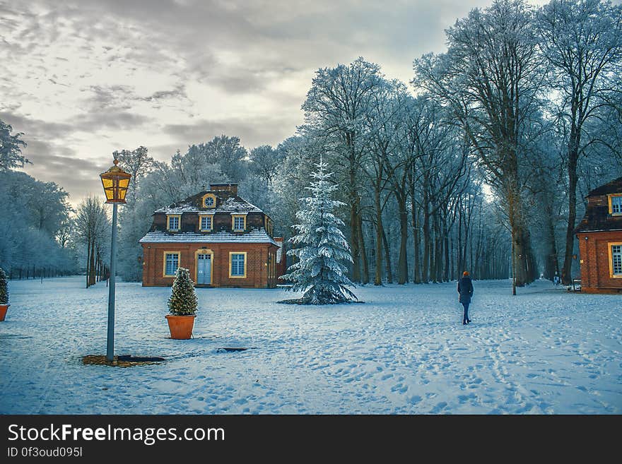 Snow Covered Trees in Winter