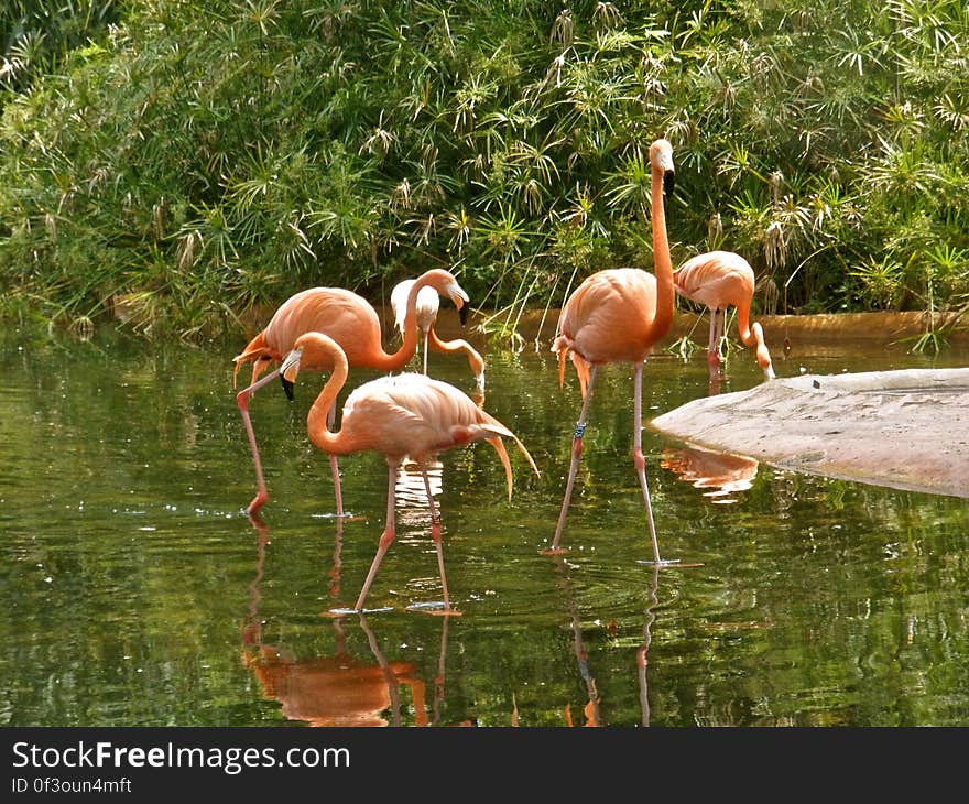 I love those fancy birds. At the Barcelona zoo. I love those fancy birds. At the Barcelona zoo.