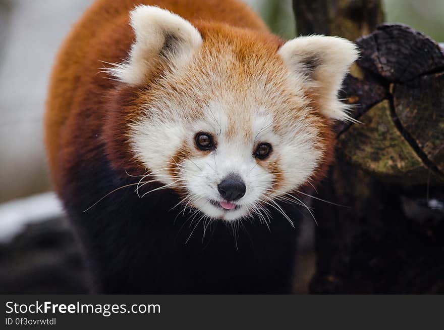 Red Panda