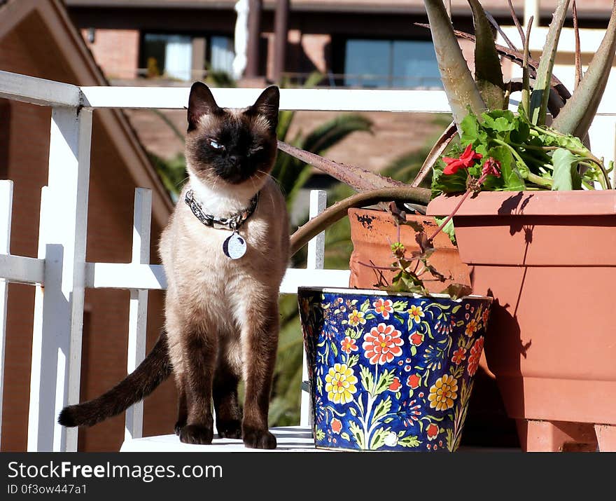 Schrödinger just LOVES to get up on the tables outside and tip over/dig in the plant pots. Schrödinger just LOVES to get up on the tables outside and tip over/dig in the plant pots...