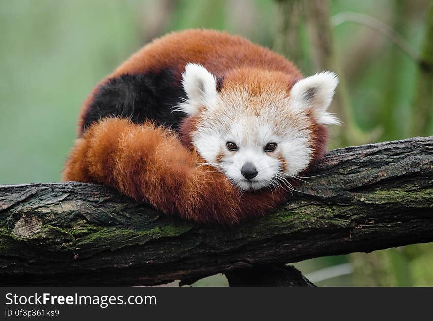 Red Panda