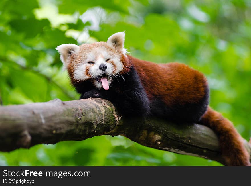 Red Panda